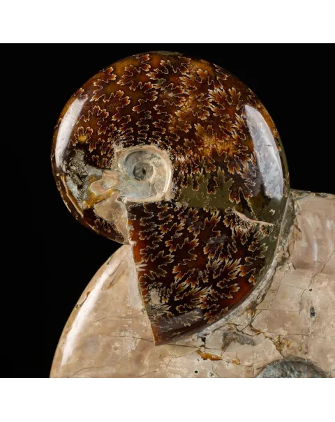 Gruppo di Ammoniti del Cretaceo: Tesori Fossilizzati