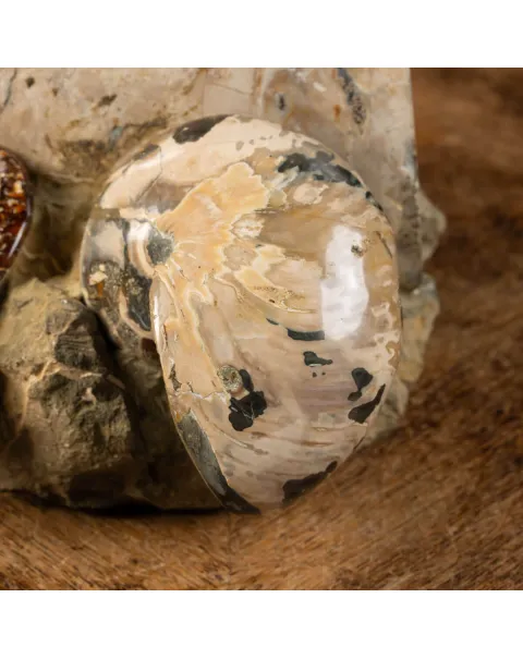 Gruppo di Ammoniti del Cretaceo: Tesori Fossilizzati