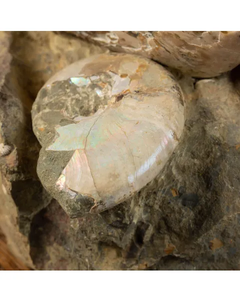 Gruppo di Ammoniti del Cretaceo: Tesori Fossilizzati