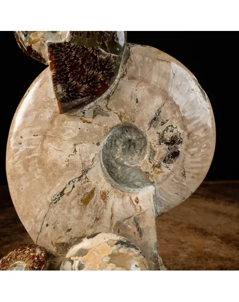 Gruppo di Ammoniti del Cretaceo: Tesori Fossilizzati
