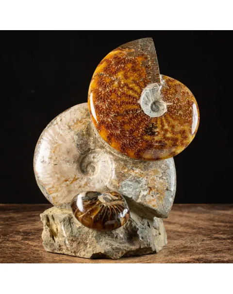 Ammoniti Fossili: Tesori dell'Oceano Antico.
