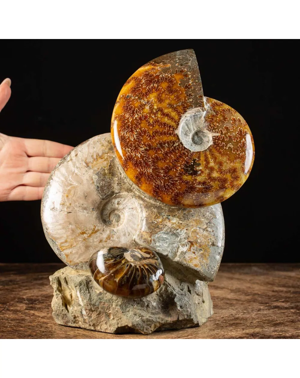 Ammoniti Fossili: Tesori dell'Oceano Antico.