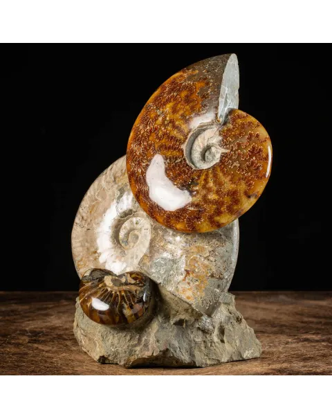 Ammoniti Fossili: Tesori dell'Oceano Antico.