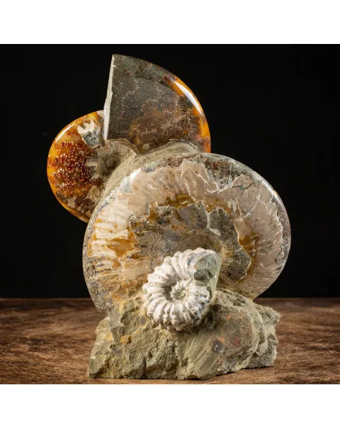 Ammoniti Fossili: Tesori dell'Oceano Antico.