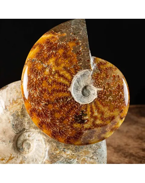 Ammoniti Fossili: Tesori dell'Oceano Antico.