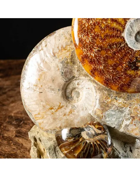 Ammoniti Fossili: Tesori dell'Oceano Antico.