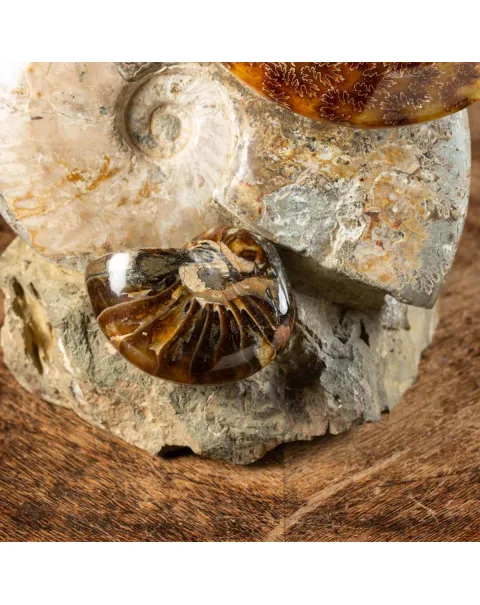 Ammoniti Fossili: Tesori dell'Oceano Antico.