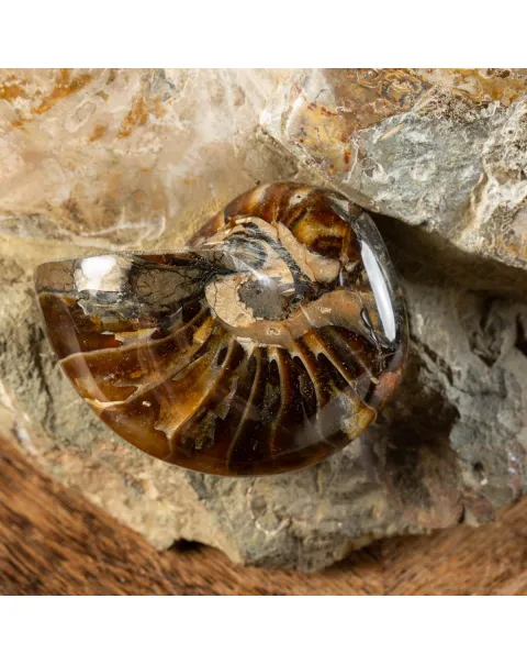 Ammoniti Fossili: Tesori dell'Oceano Antico.