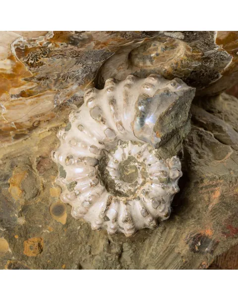 Ammoniti Fossili: Tesori dell'Oceano Antico.