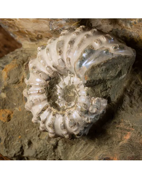 Ammoniti Fossili: Tesori dell'Oceano Antico.