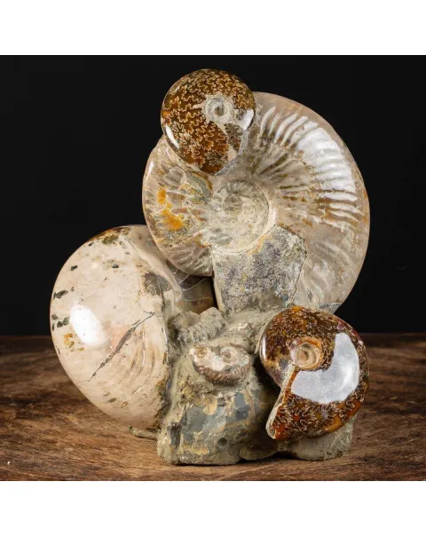 Ammoniti Fossilizzate: Un Viaggio Nel Tempo.