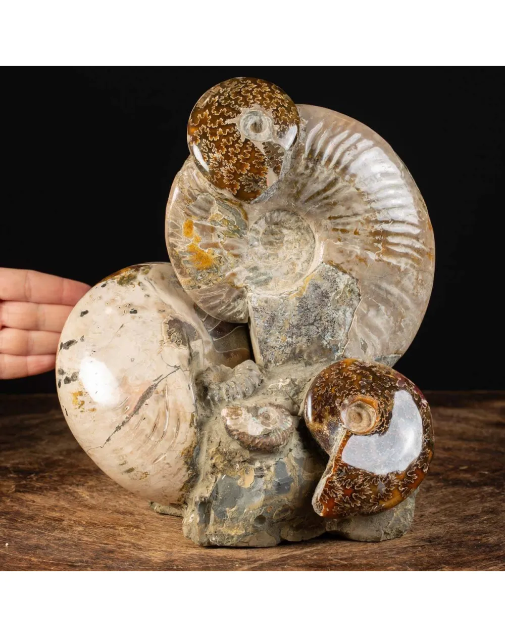 Ammoniti Fossilizzate: Un Viaggio Nel Tempo.