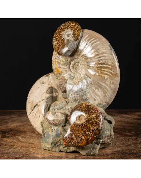 Ammoniti Fossilizzate: Un Viaggio Nel Tempo.