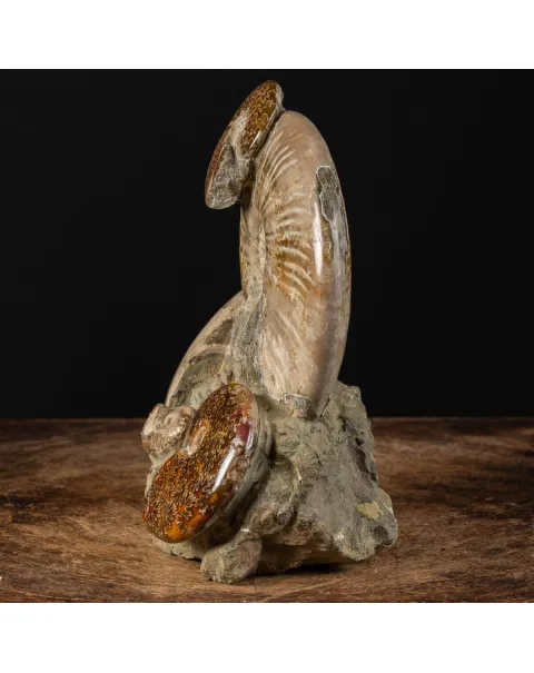 Ammoniti Fossilizzate: Un Viaggio Nel Tempo.