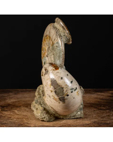 Ammoniti Fossilizzate: Un Viaggio Nel Tempo.