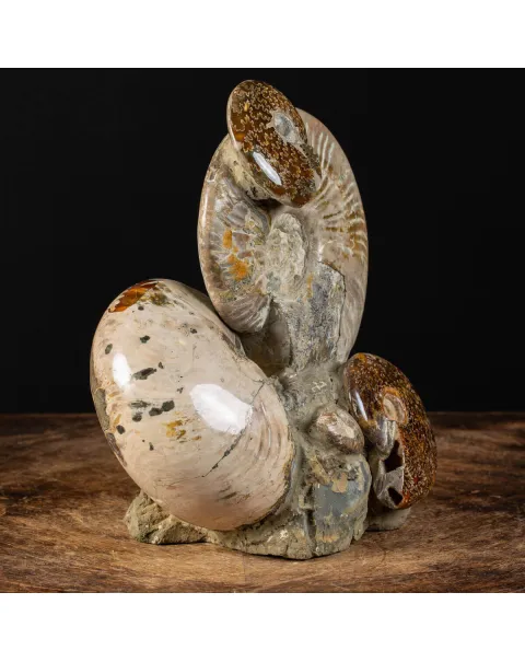 Ammoniti Fossilizzate: Un Viaggio Nel Tempo.