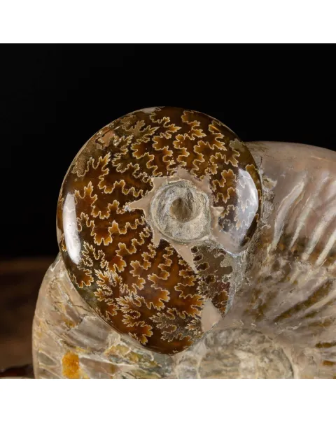 Ammoniti Fossilizzate: Un Viaggio Nel Tempo.