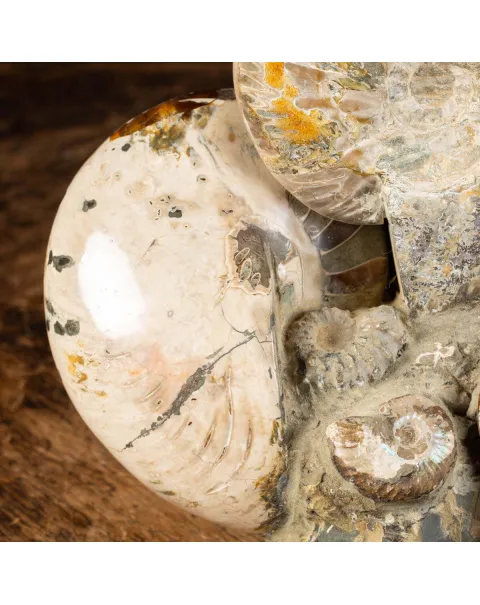 Ammoniti Fossilizzate: Un Viaggio Nel Tempo.