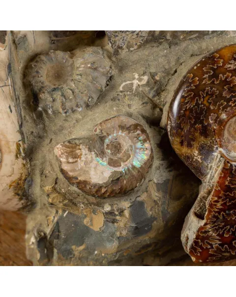 Ammoniti Fossilizzate: Un Viaggio Nel Tempo.