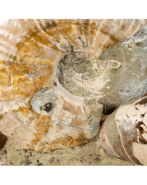 Ammoniti Fossilizzate: Un Viaggio Nel Tempo.