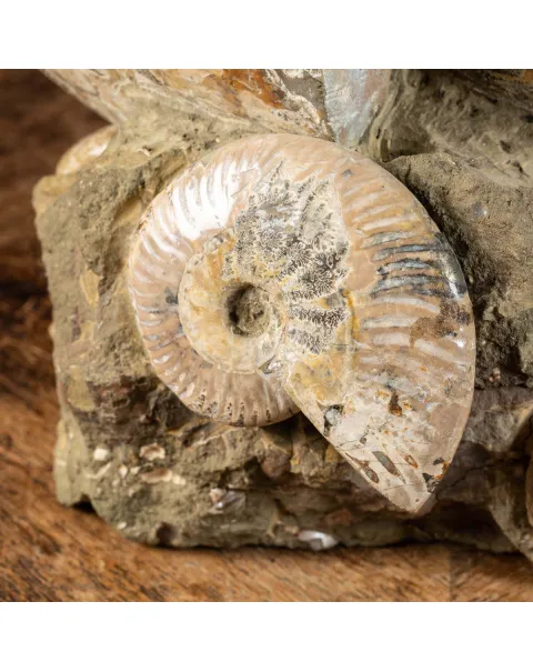 Ammoniti del Madagascar: Su Matrice.