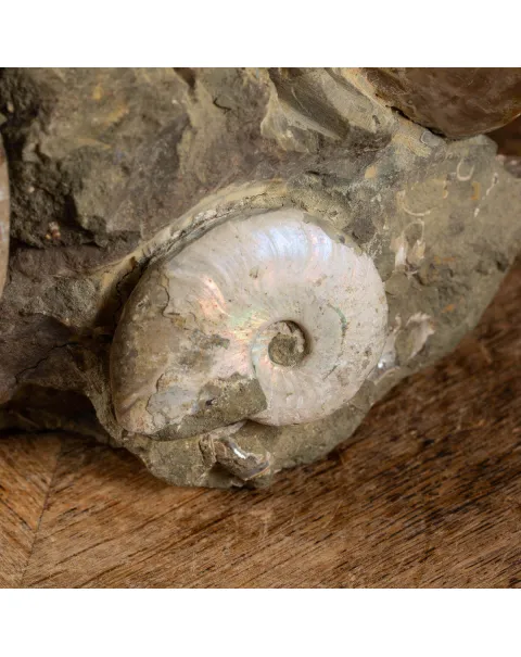 Ammoniti del Madagascar: Su Matrice.