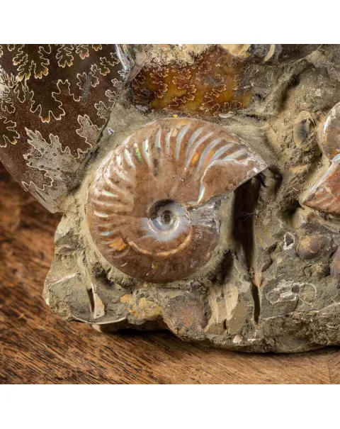 Ammoniti del Madagascar: Su Matrice.