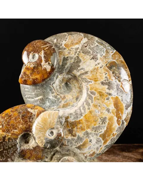 Ammoniti del Madagascar: Su Matrice.