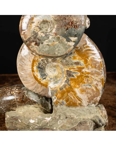 Ammoniti Fossili: Cleoniceras dall'Isola Incantata