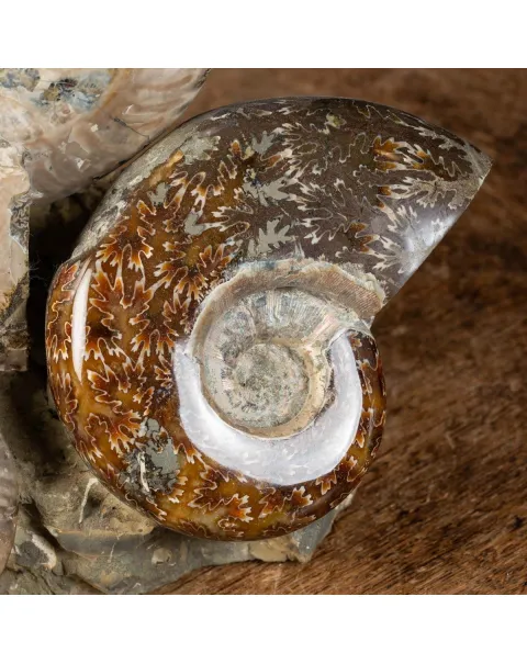 Ammoniti Fossili: Cleoniceras dall'Isola Incantata