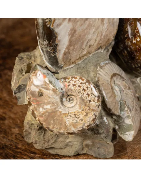 Ammoniti Fossili: Cleoniceras dall'Isola Incantata