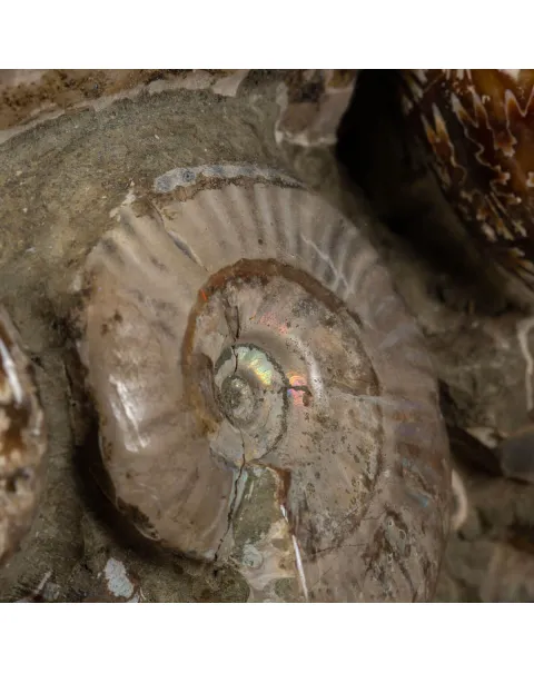 Ammoniti Fossili: Cleoniceras dall'Isola Incantata