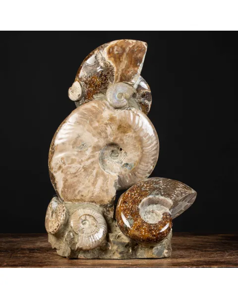 Ammoniti Fossili: Cleoniceras dall'Isola Incantata