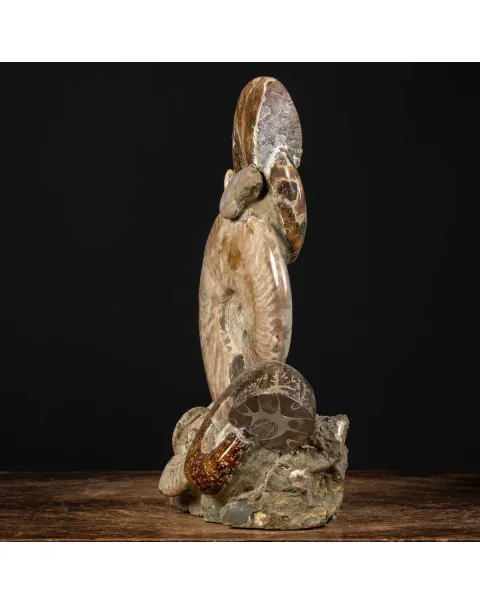 Ammoniti Fossili: Cleoniceras dall'Isola Incantata