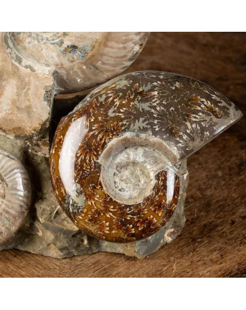 Ammoniti Fossili: Cleoniceras dall'Isola Incantata