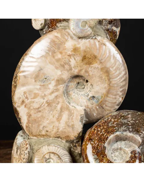 Ammoniti Fossili: Cleoniceras dall'Isola Incantata
