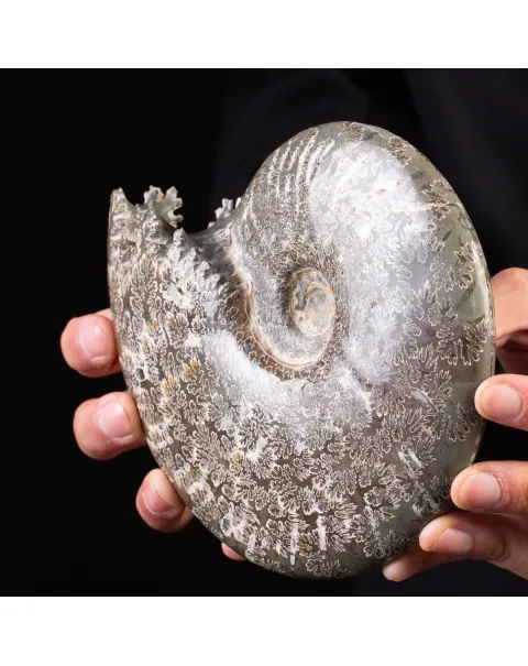Tesoro del Madagascar: Ammonite Cleoniceras.