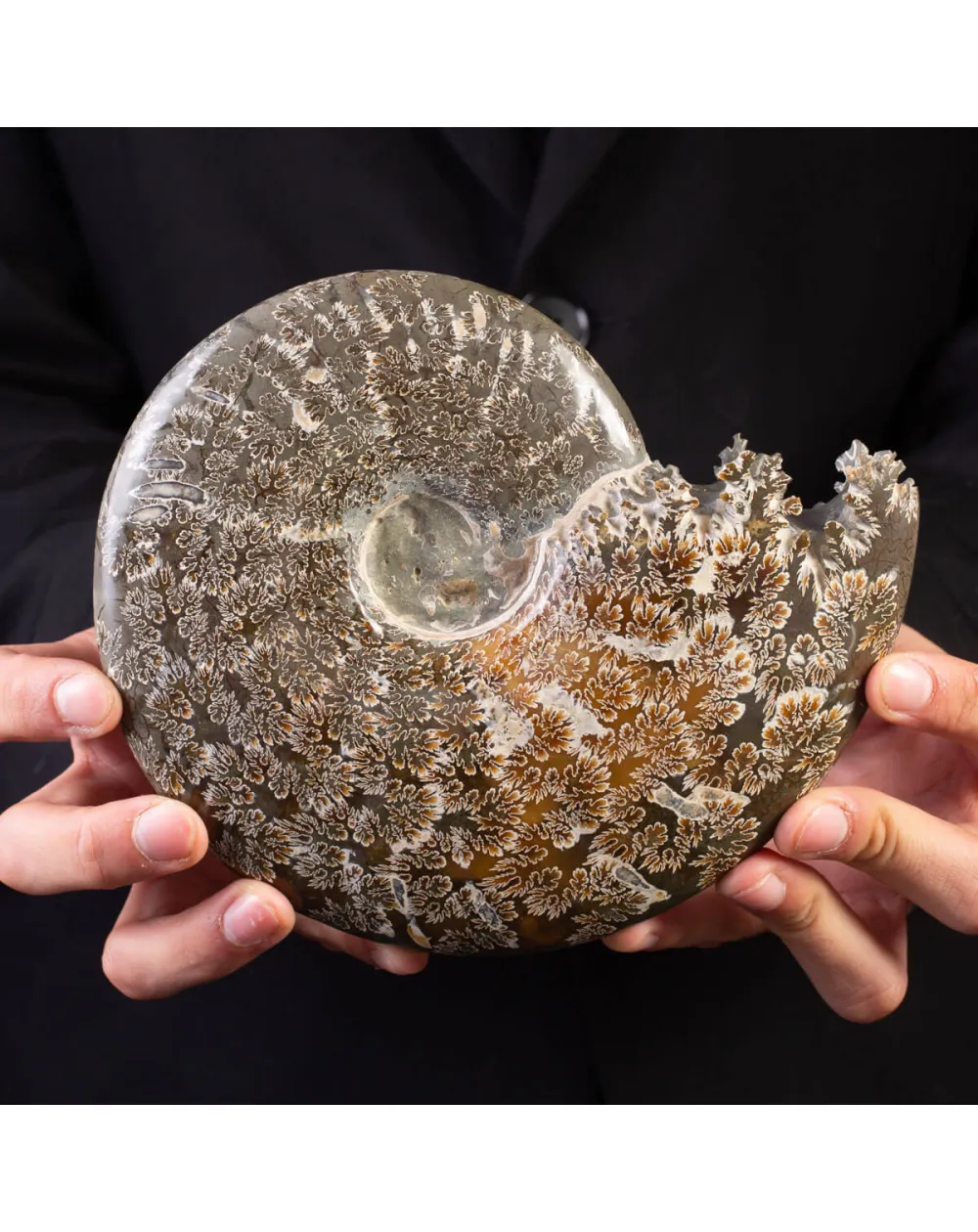 Tesoro del Madagascar: Ammonite Cleoniceras.
