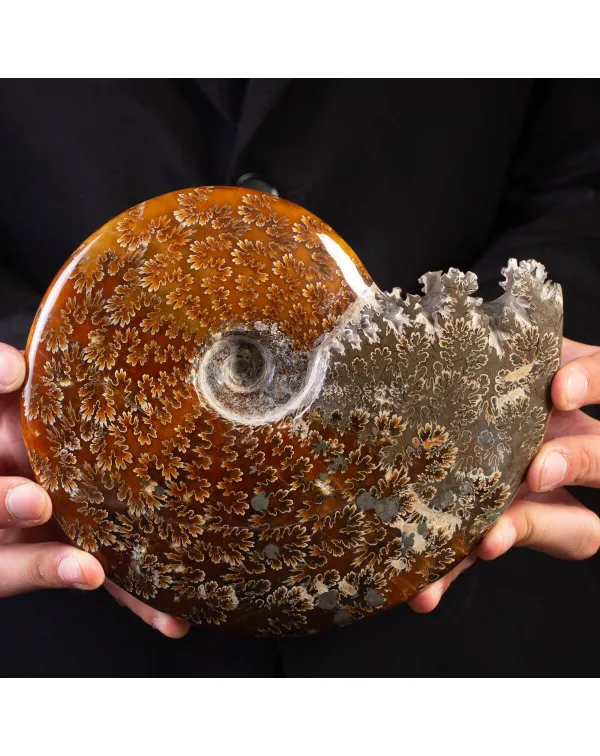Eleganza Storica: Ammonite Cleoniceras.