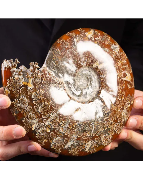 Ammonite Fossile del Madagascar.
