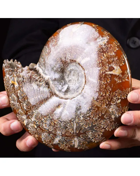 Ammonite Fossile del Madagascar.