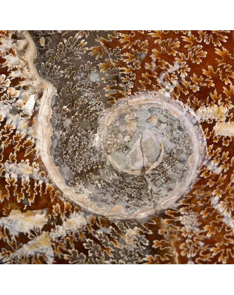 Ammonite Fossile del Madagascar.