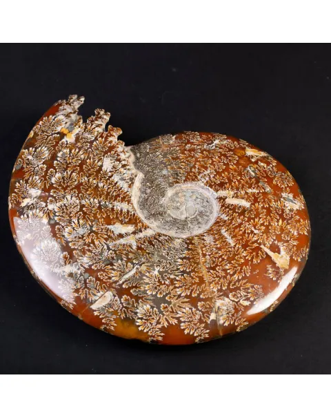 Ammonite Fossile del Madagascar.