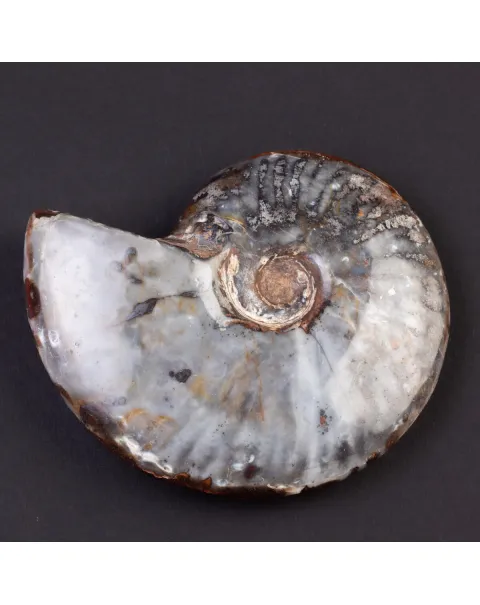 Ammonite Cleoniceras: Ematite e Agata Opalina.
