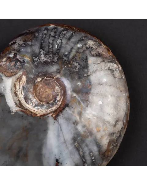 Ammonite Cleoniceras: Ematite e Agata Opalina.