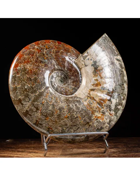 Ammonite Cleoniceras del Madagascar.