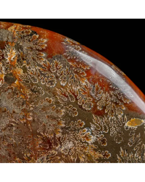 Ammonite Cleoniceras del Madagascar.