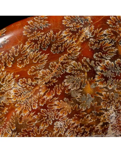 Ammonite Cleoniceras del Madagascar.