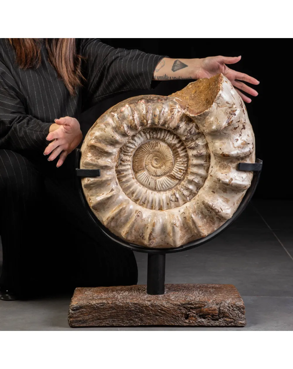 Fossile di Ammonite Kranosphinctes Giurassica dal Madagascar.