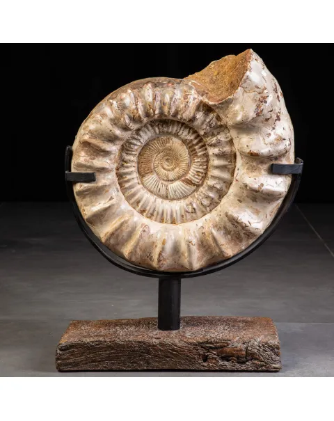 Fossile di Ammonite Kranosphinctes Giurassica dal Madagascar.